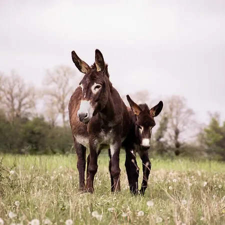 Ariégeois Saint-Ybars
