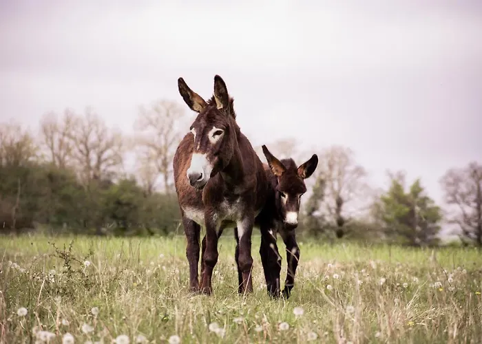Ariegeois Saint-Ybars